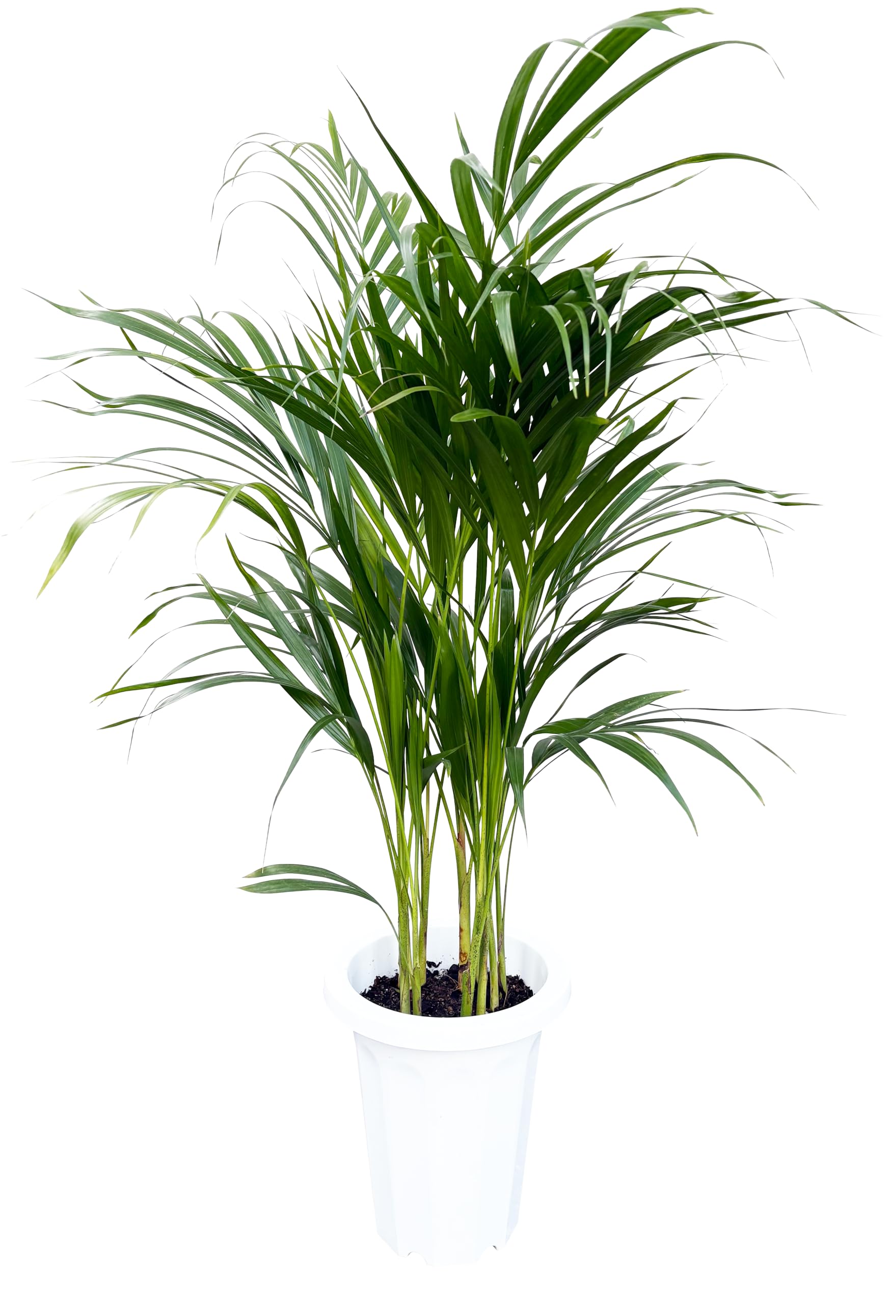 アレカヤシ　椰子　苗　観葉植物　やし　花卉。園芸。限定品！ アレカヤシ 観葉植物 10号 大型 ヤシの木 バナナリーフ 鉢カバー付き