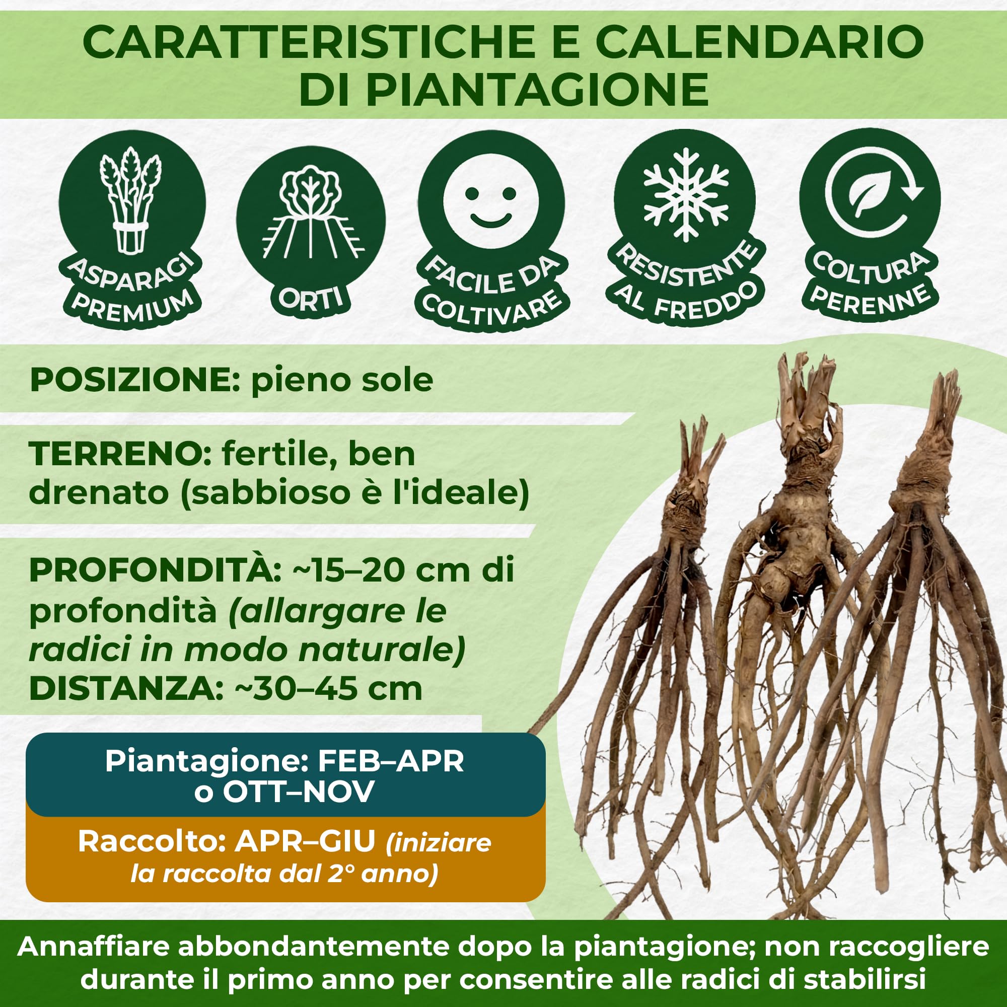 Piante di asparagi Mix - 10 piante frigo A+ - refrigerate a crescita rapida provenienti dall'Olanda - Resistenti & Perenni - Per la coltivazione in letti rialzati