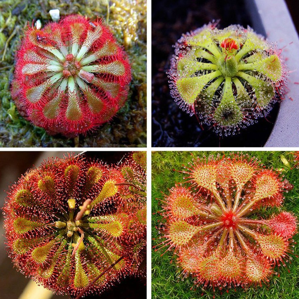 100 Piezas Drosera Lovellae Drosera Planta Carnívora Fácil De Cultivar Jardín Bonsai Decoración 2#