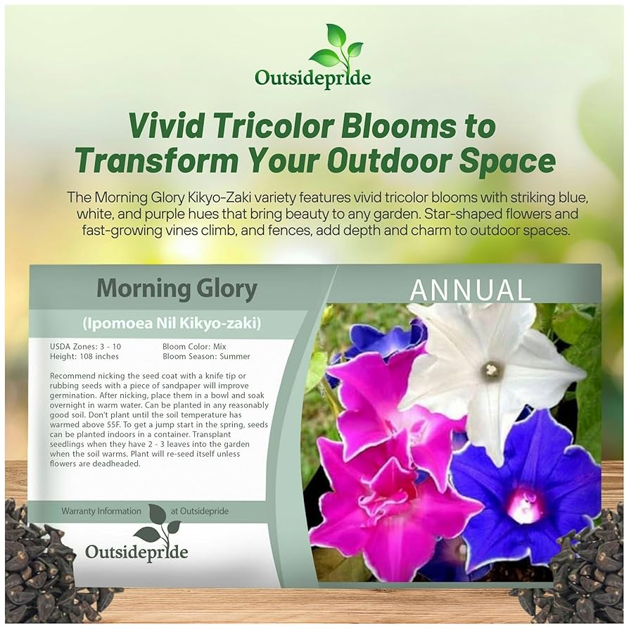 Amazon.com : Outsidepride Kikyo-Zaki Morning Glory Seeds