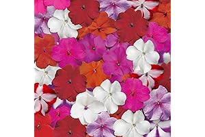 300 Balsamina Impatiens Seeds: Live Up Your Garden with Vibrant Blooms