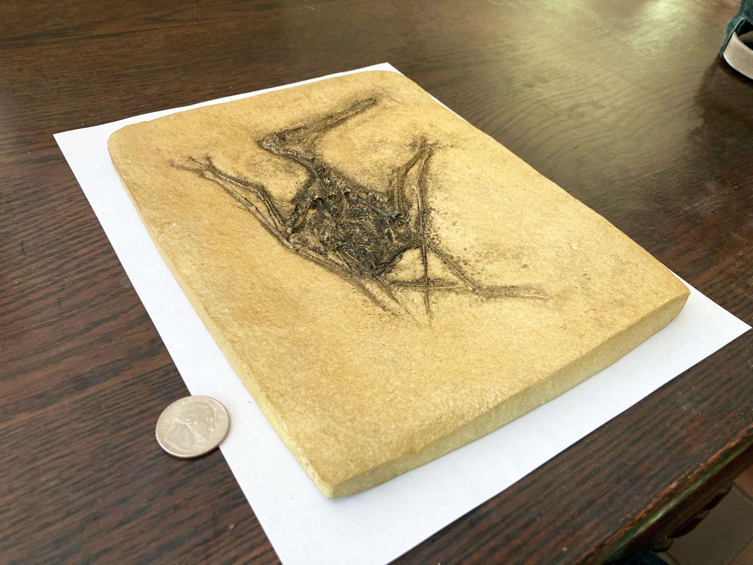 Chirostenotes Dinosaur Claw Replica – 4.5