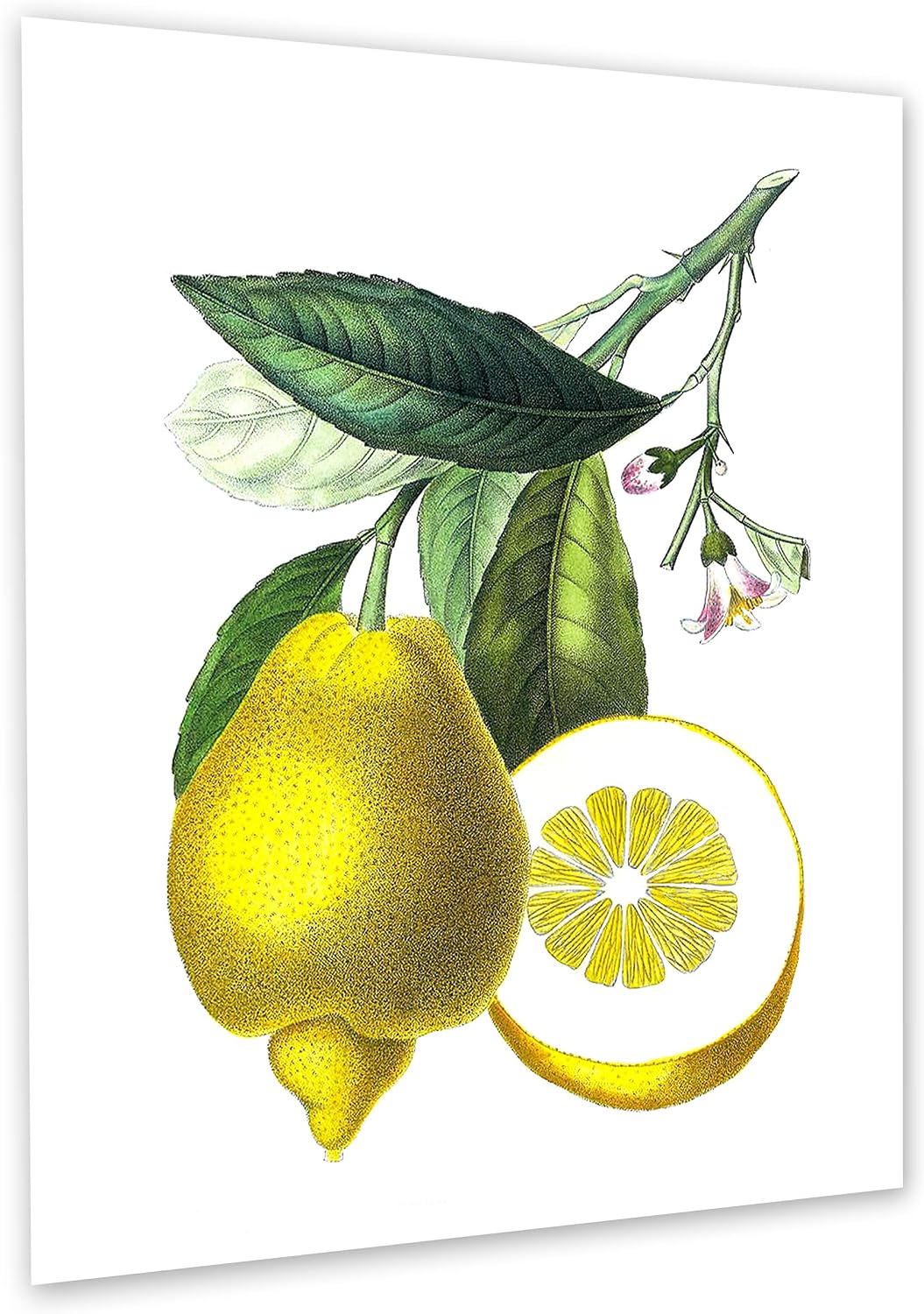 Gnosis Picture Archive Lemons Wall Art Kitchen Dining Decor Set of 6 Unframed Yellow Lemon Citrus Fruits