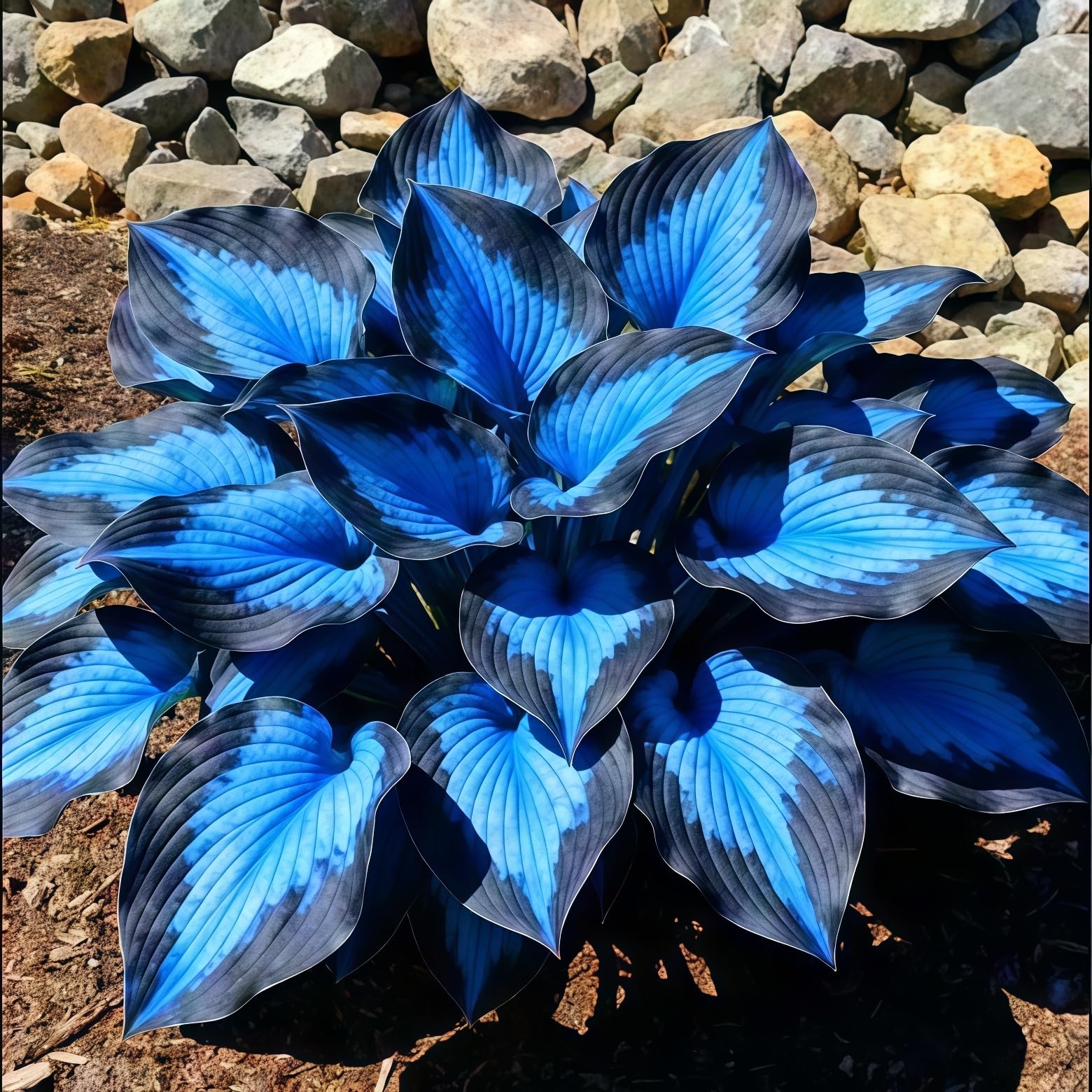 Brilliant Hosta Bulbs in Bulk UK: Hardy Perennial Beauty for Stunning Garden Displays-6 Bulbs-B