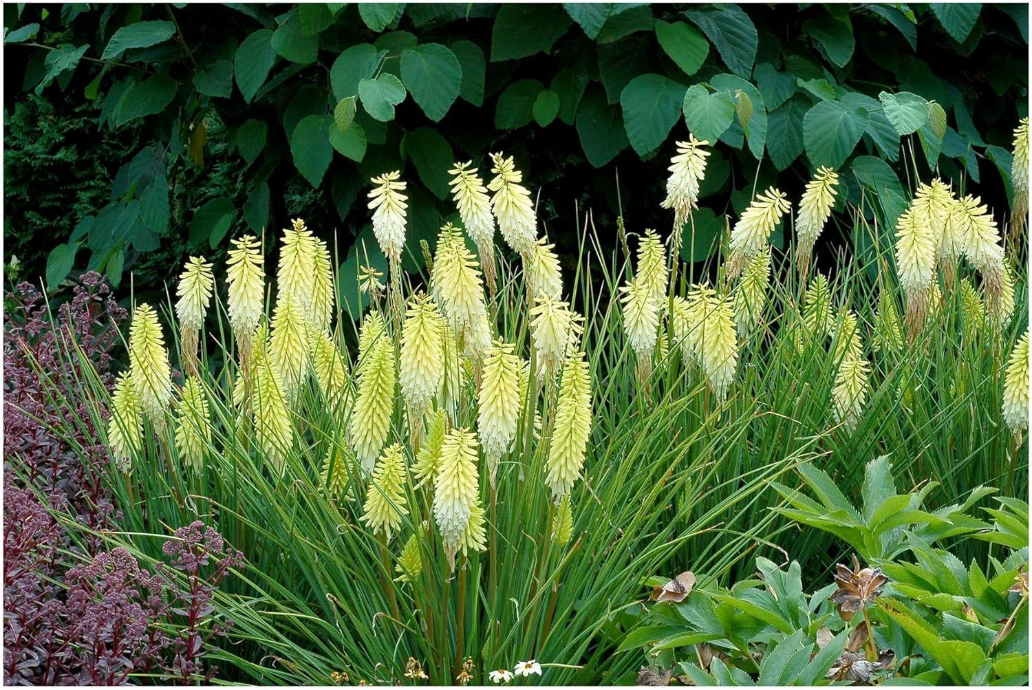 Stauden Gänge 10 x Kniphofia 'Pineapple Popsicle' Fackellilie Gelb | Fackellilie – winterharte Staude & Dauerblüher für sonnige Beete, mehrjährig, bienenfreundlich, 1 L Topf (11x11 cm)