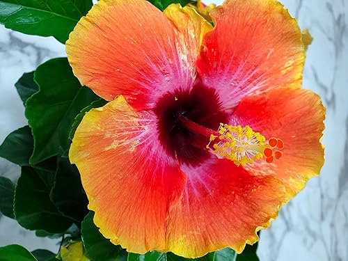 Miniatura 3 de Fiesta Hibiscus Bush - Planta con flores de hibisco vivo, planta de flores tropicales, maceta de 1 galón, altura total de 10 a 14 pulgadas, Tropical