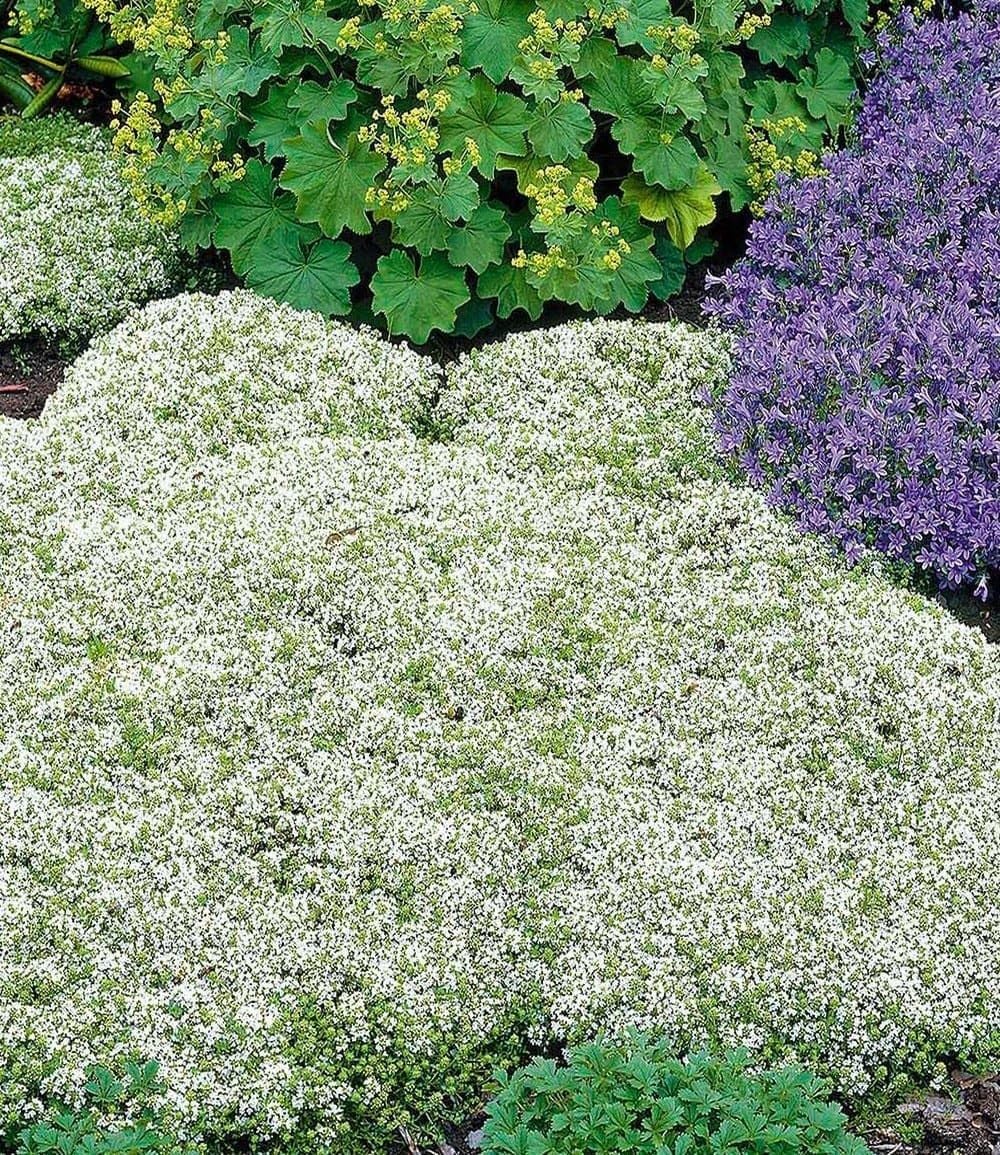 BALDUR Garten 30x Winterharter Weißer Polsterthymian, im 9x9 cm-Topf | Thymus praecox albiflorus, Polsterthymian, Thymian Pflanze, blühende & winterharte Staude, mehrjährig