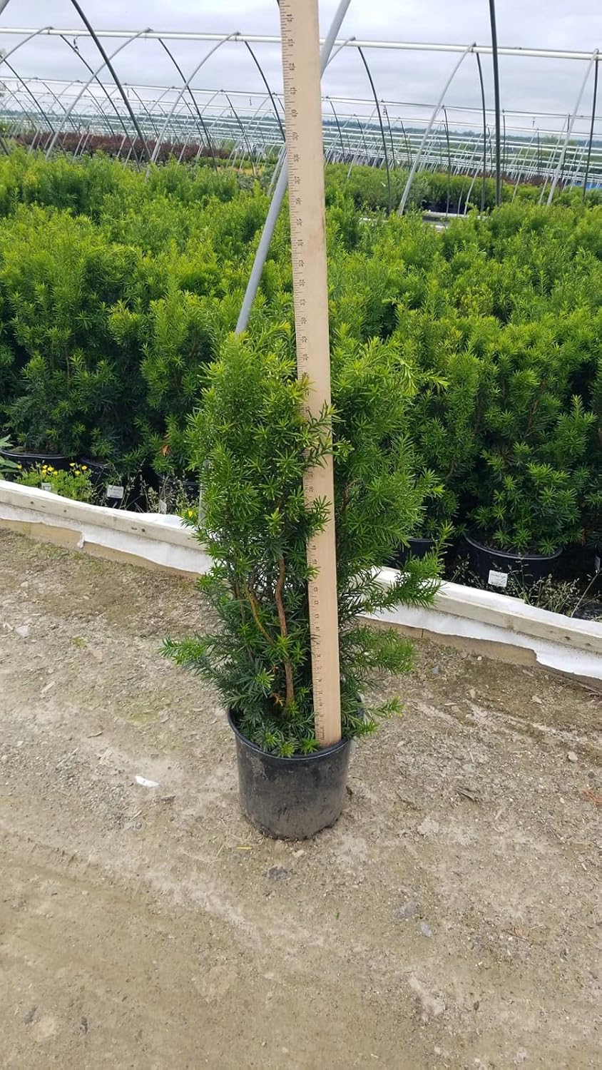 Taxus x media 'Hicksii' (Hicks Yew) Evergreen, #3 - Size Container