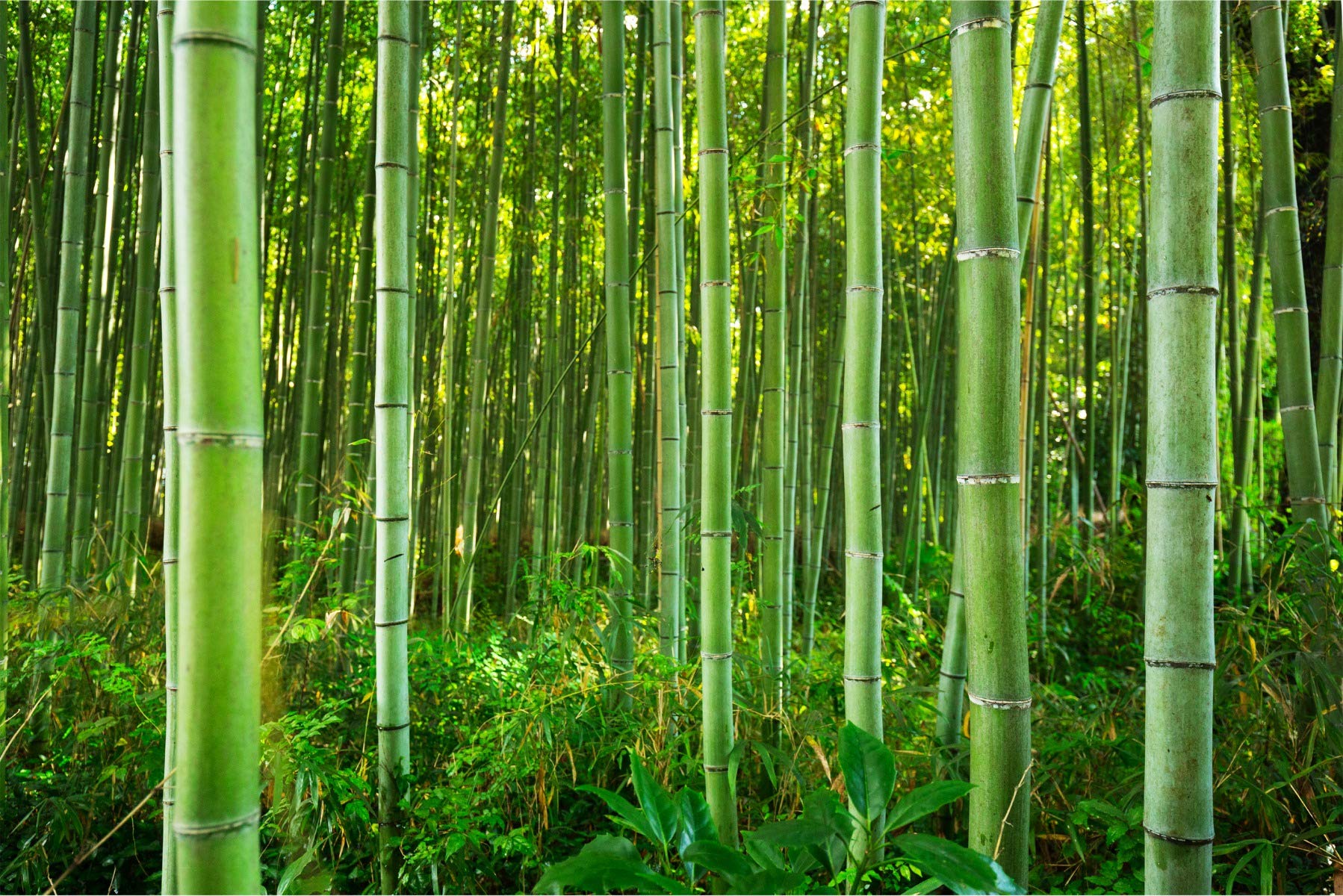 Samoprzylepna fototapeta lasu, naturalny bambus, tropikalna, egzotyka, 208 x 146 cm, nowoczesna tapeta XXL Flora, szczebelki, do salonu, sypialni, biura, korytarza, tapeta ścienna szer. 208 x wys. 146