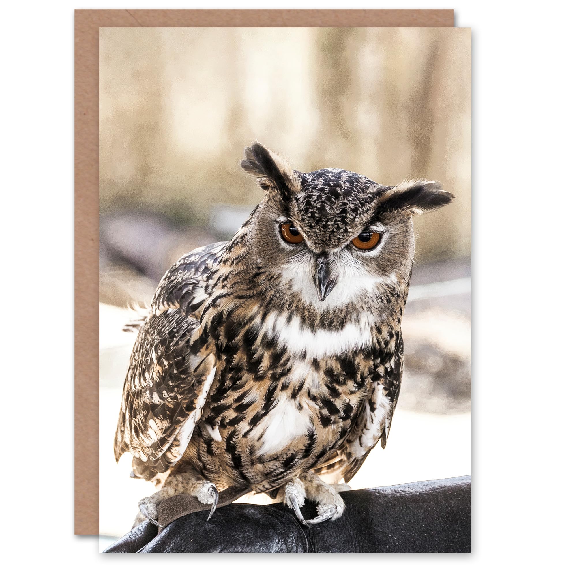 Artery8 Carol M Highsmith Art Card Long Eared Owl Perched On A Rock