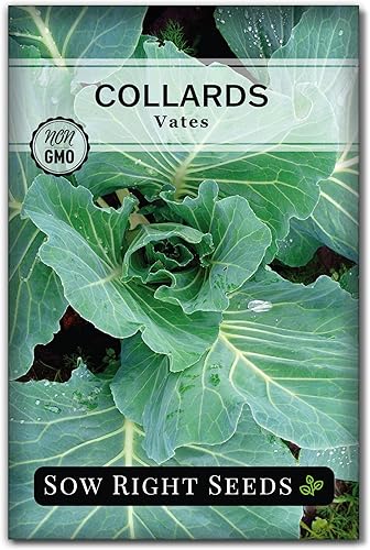 Miniatura 1 de Sow Right Seeds - Semillas de col de Vates para plantar - Paquete de reliquia sin OMG con instrucciones para plantar un huerto casero - Verduras del