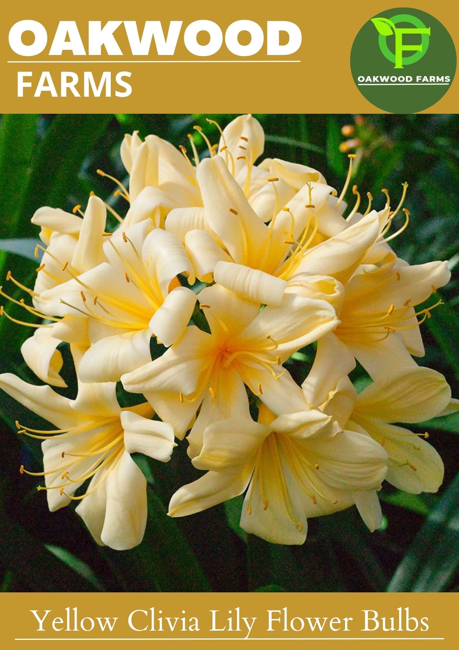 See full amazon price history chart for Oakwood Farms� Imported Yellow Clivia Lily Plant Bulbs For Gardening (Pack Of 1 Bulb) Oakwood Farms� Imported Yellow Clivia Lily Plant Bulbs For Gardening (Pack Of 1 Bulb) (B0C2TYG391) Amazon Price History, Amazon Price Tracker