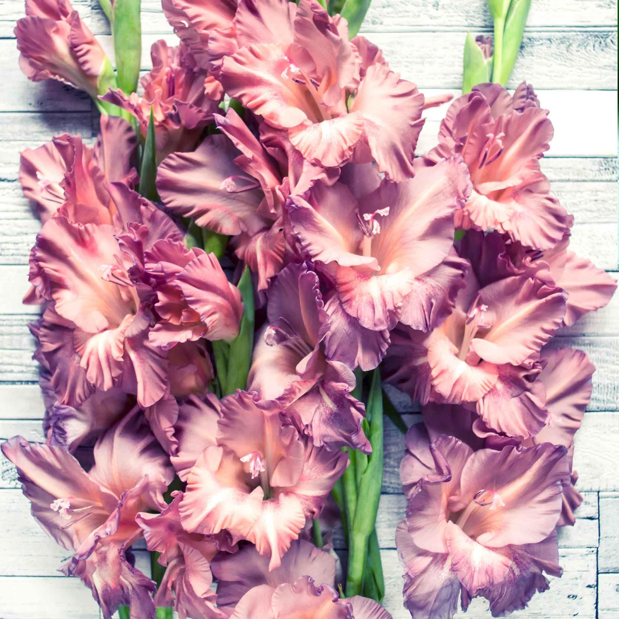 Eden Brothers Gladiolus Smokey Bulbs