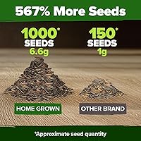 Vista 44 de HOME GROWN Más de 1000 semillas de cilantro para plantar en interiores o exteriores, hierbas tradicionales sin OMG, semillas de plantas de cilantro
