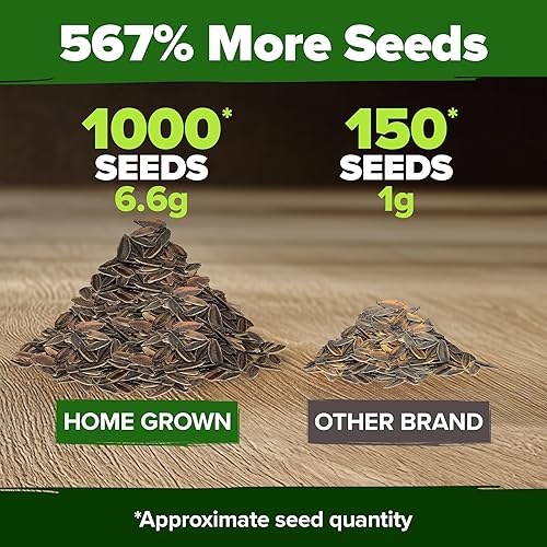 Miniatura 44 de HOME GROWN Más de 1000 semillas de cilantro para plantar en interiores o exteriores, hierbas tradicionales sin OMG, semillas de plantas de cilantro