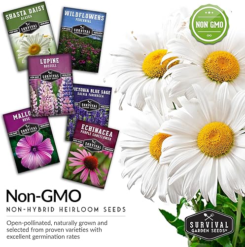 Miniatura 4 de Survival Garden Seeds Colección de flores perennes, margarita Shasta, equinácea, altramuz Russell, malva rosa, salvia azul y mezcla de flores