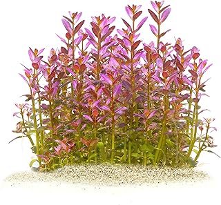 Rotala ramosior 'Florida' - Lowland Rotala in vitro XL - 8,5cm Bechergröße - Hintergrund Wasserpflanzen für Aquarien