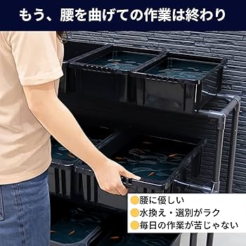 メダカ数種類+容器など一式(任意)大量 送料込】メダカ舟 黒容器 白容器 14L 100個 ※事業者限定 水槽 トロ舟