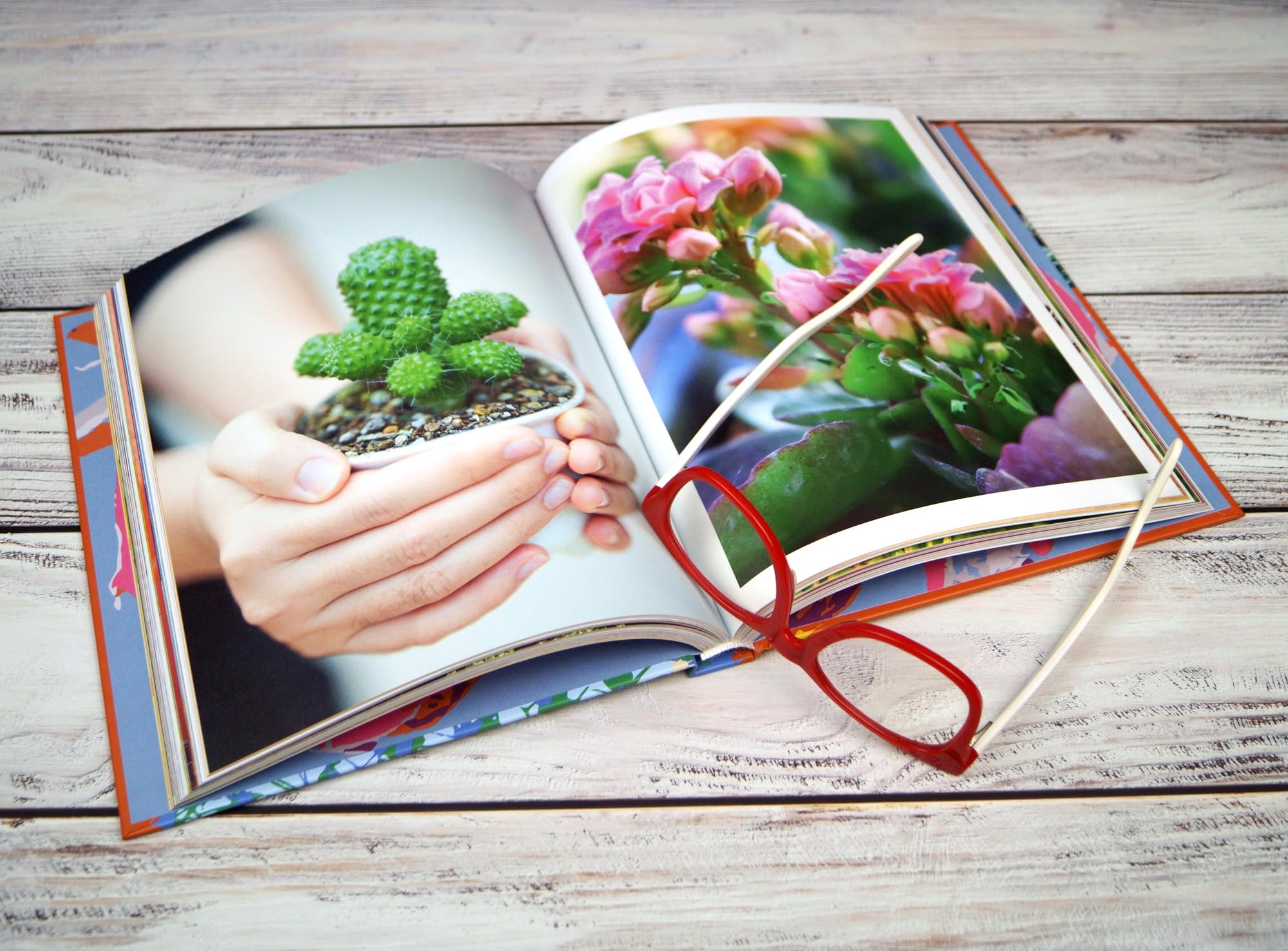 Floramour: Succulents / Sukkulenten /anglais