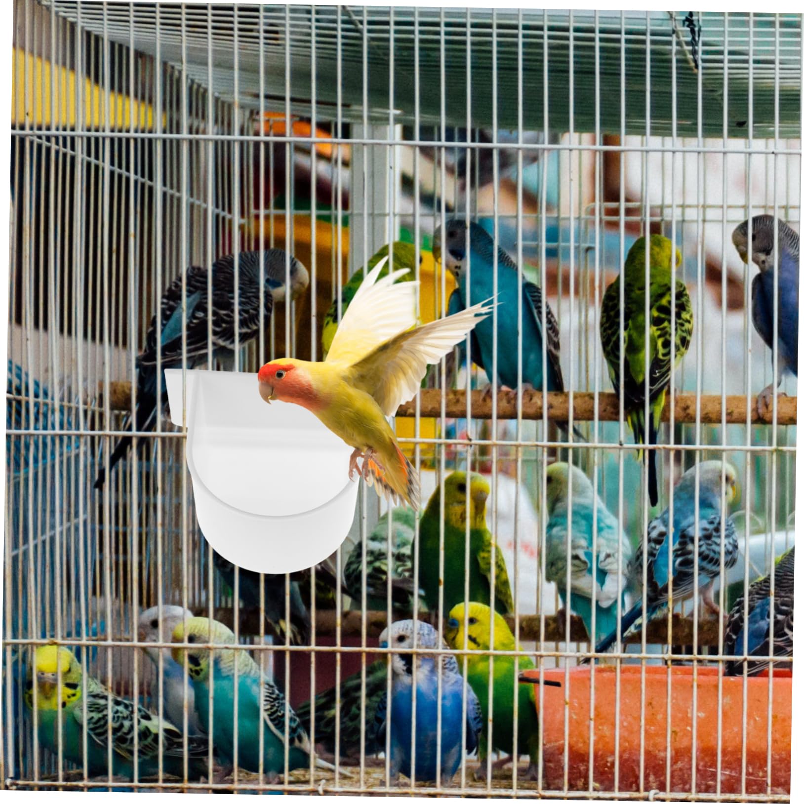4sets Vogel Feeder Käfig Zubehör Papagei Lebensmittel Und Wasser Feeder Einfach Installieren Und Reinigen 4 Stücke * 4