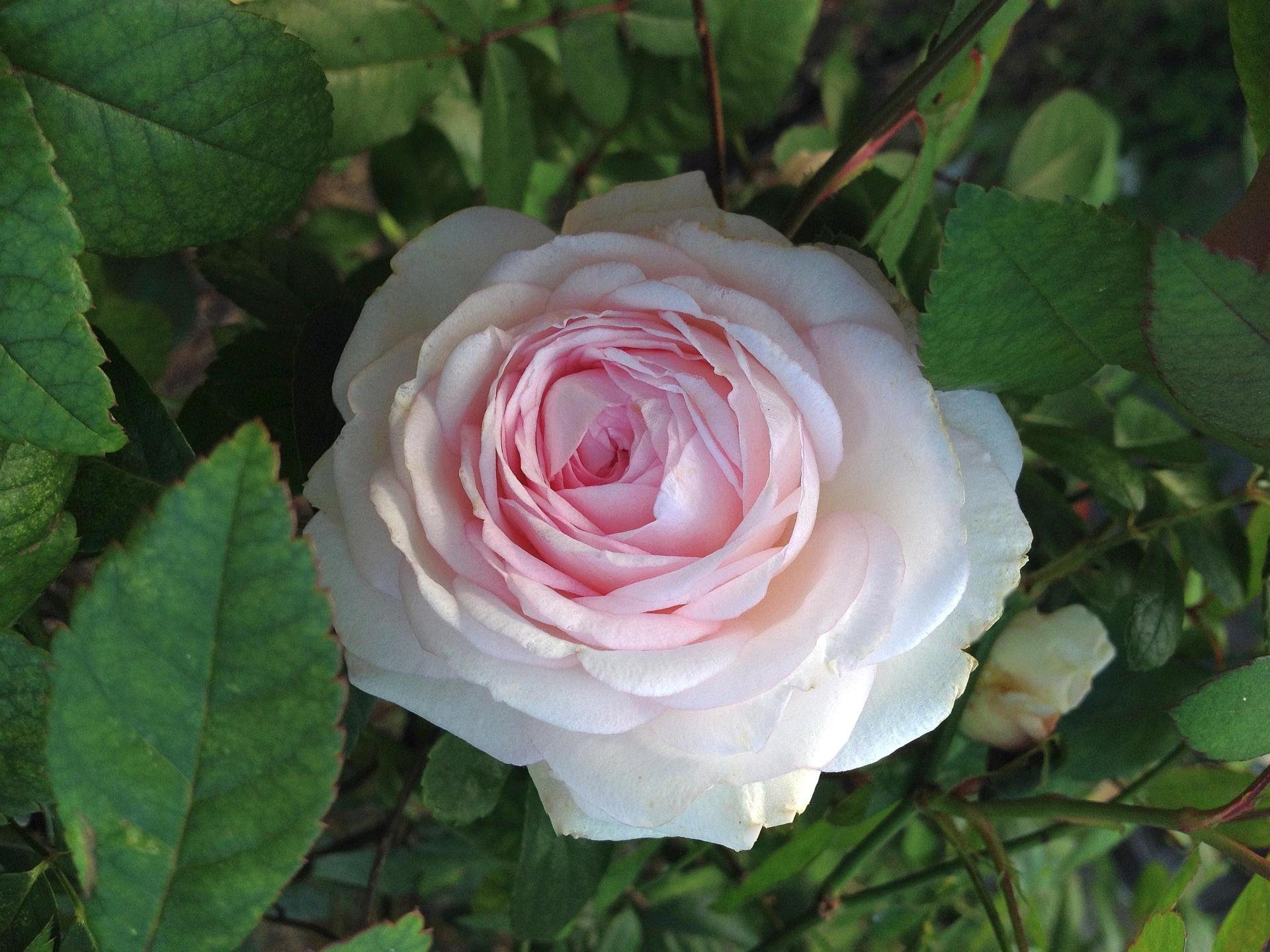 Amazon.com : Clotilde Soupert Rose Bush - Antique Heirloom Rosa