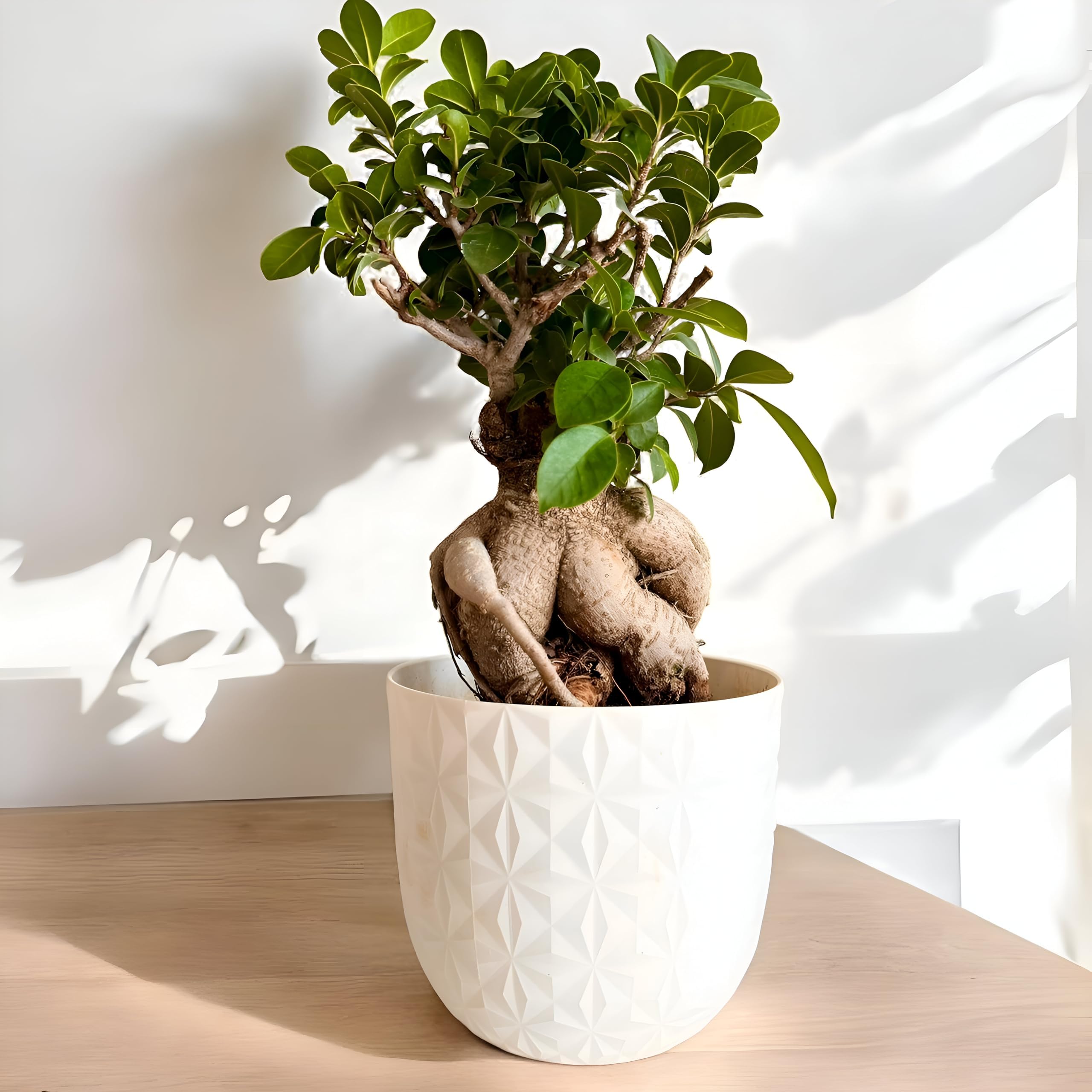 Amulya FARMS & NURSERY Unique & Rare Ficus Bonsai Live Plant 10 YEARS old with 6โ Premium Self Design Pot | Indoor Live Plants for Home, Table, Kitchen & Desk Decor | Bonsai Plants | Collectorโs Fav
