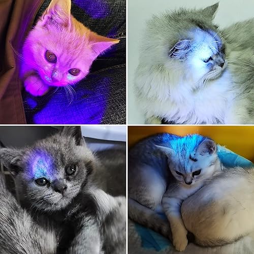 Miniatura 3 de Whaply Linterna UV de luz negra, 51 linternas LED de luz negra, detector de orina de mascotas de 395 nM con 3 pilas AA para orina de gato, manchas,