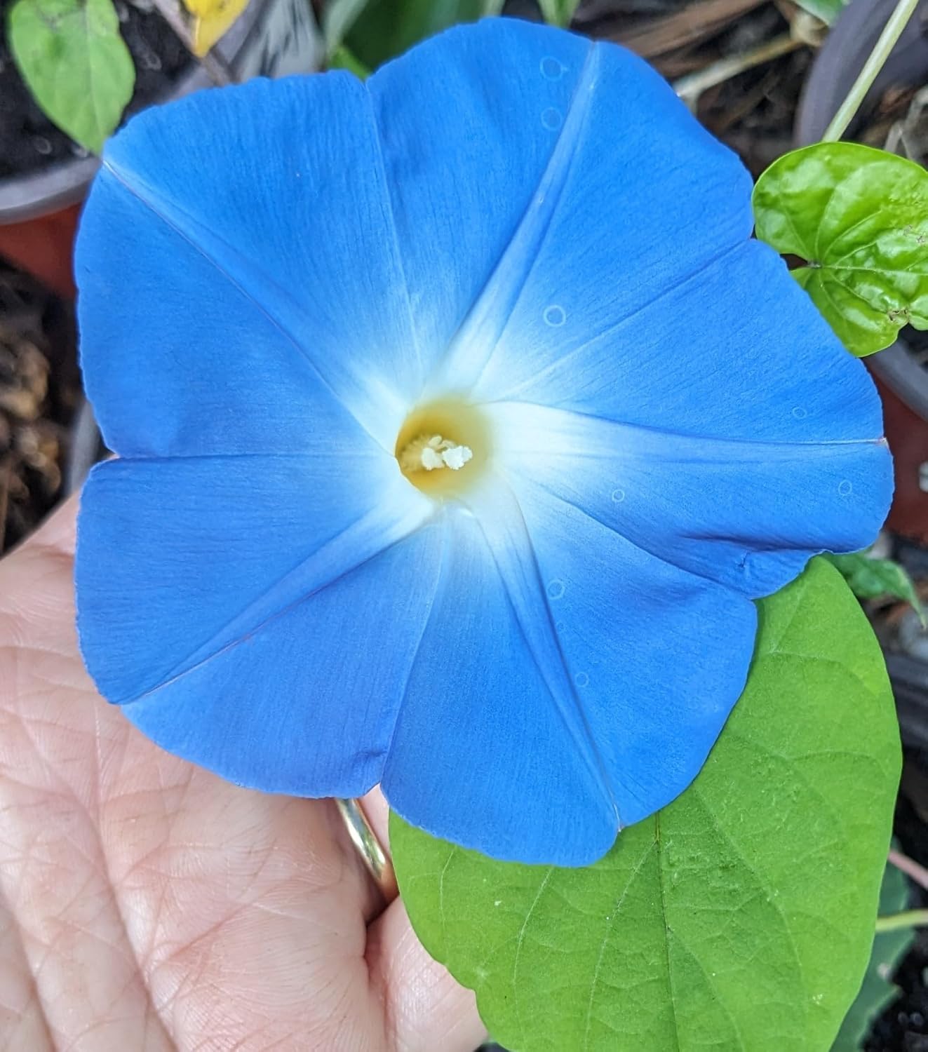 Pack of 8 - Live Starter Vines Mix, Morning Glory Live Plants - Locally Grown