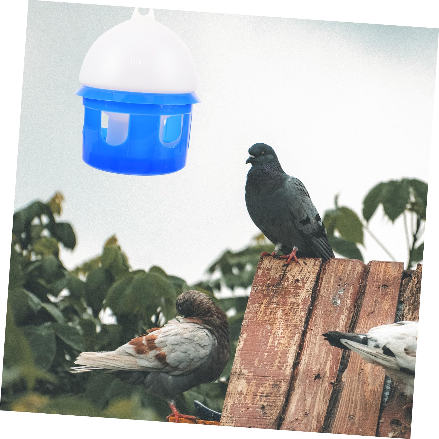 Automatische Vogeltränke für Tauben 4L aus Kunststoff Abnehmbar Robustes Design Blau für Vogelvolieren und Außenbereiche
