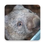 Easy to browse photos Wombat Wallpapers