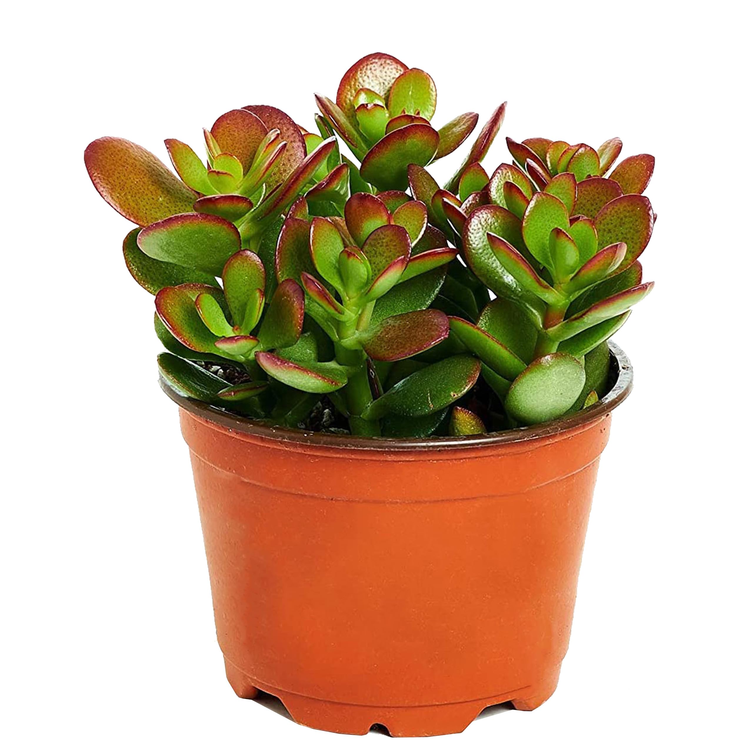 See full amazon price history chart for Kushplant Real Crassula ovata plant/Dhan kubber plant small leafs Succulent Plant with self watering pot Kushplant Real Crassula ovata plant/Dhan kubber plant small leafs Succulent Plant with self watering pot (B0DG6DP2T1) Amazon Price History, Amazon Price Tracker