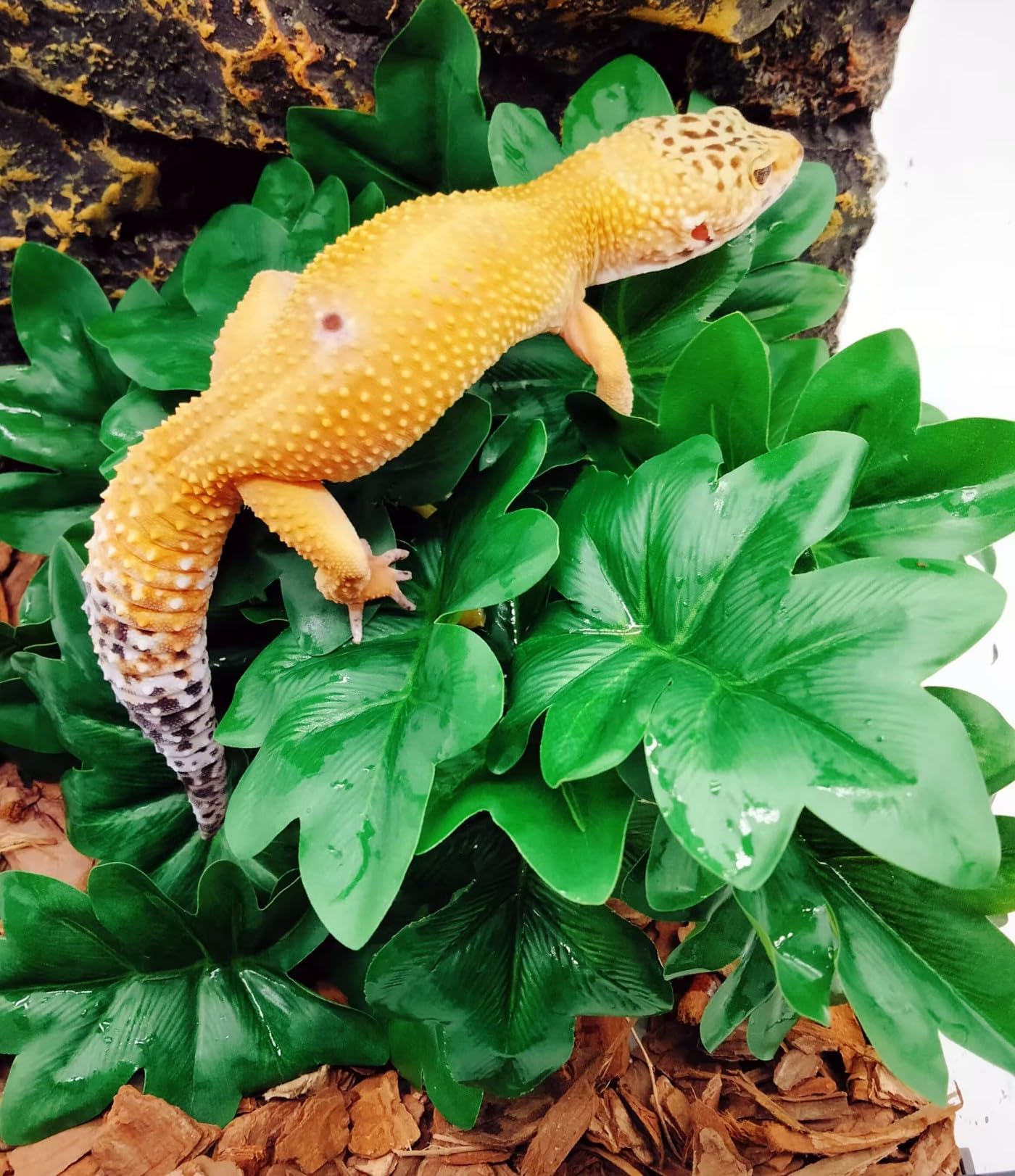 Plantas de reptiles para terrario, decoración de hábitat de anfibios, plantas colgantes artificiales con ventosa, plantas artificiales para Gecko, camaleón, serpiente, tortuga, tanque, accesorios,