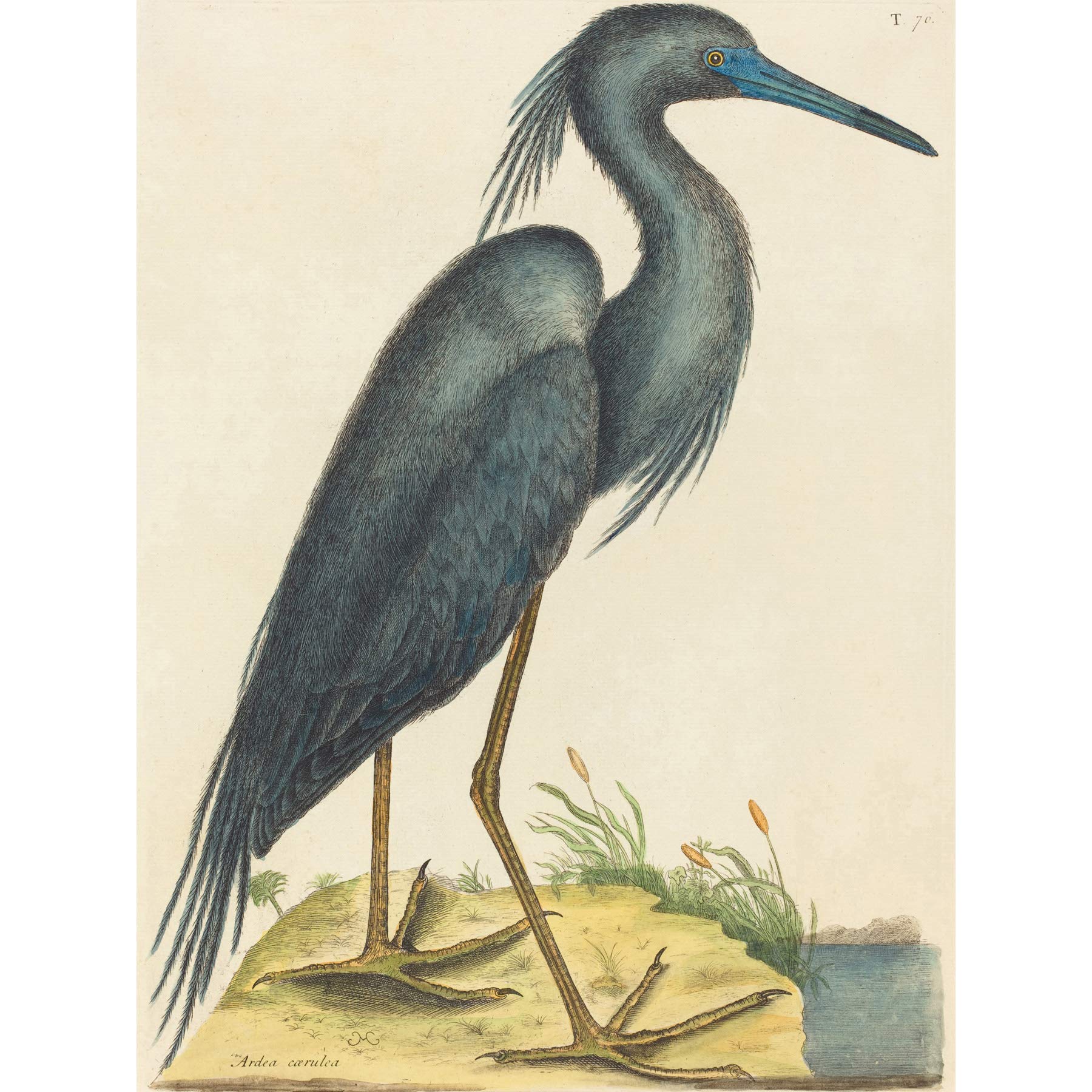 Wee Blue Coo Catesby Blue Heron Large Wall Art Poster Print Thick Paper 18X24 Inch