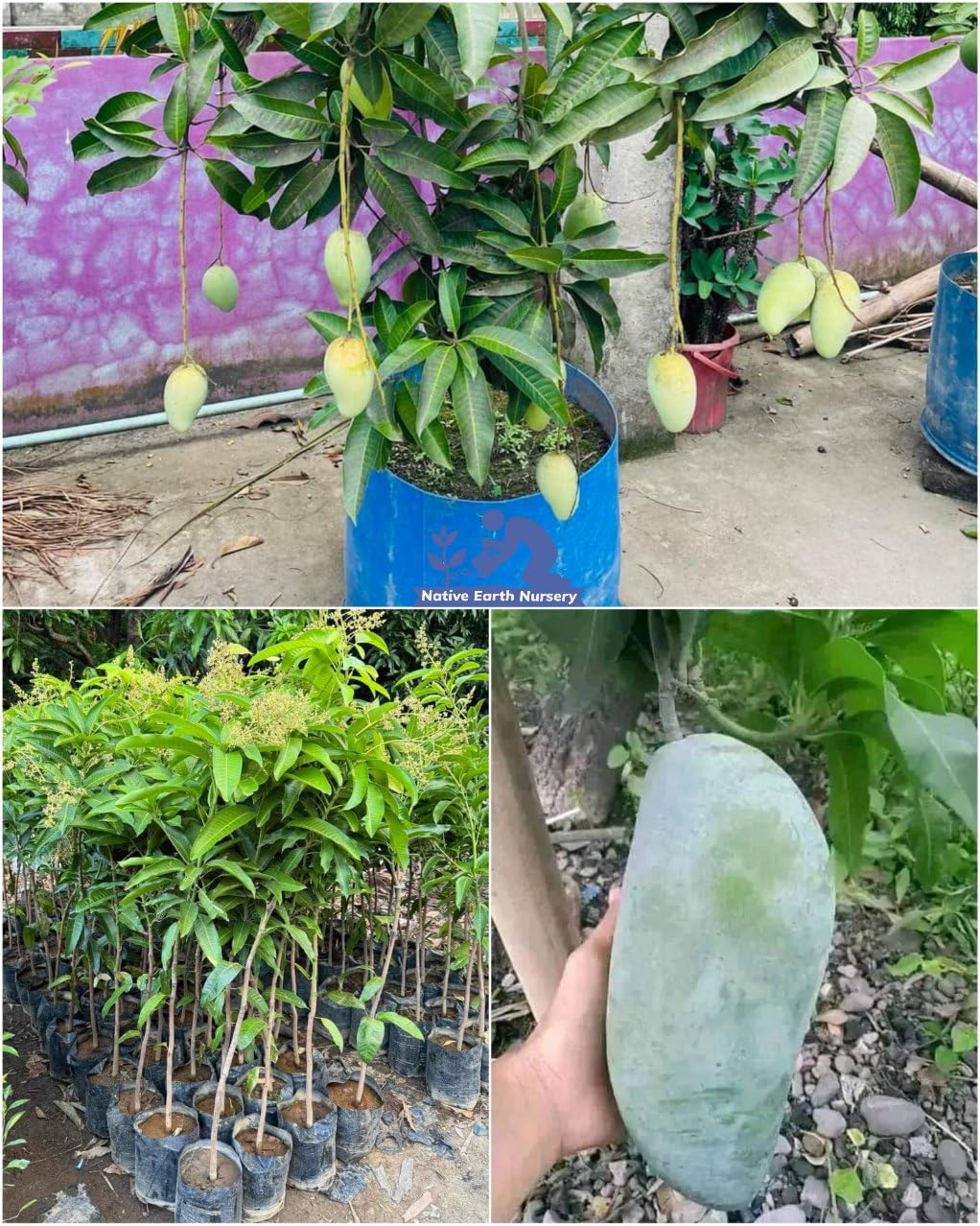 Native Earth All Time Thai Katimon Mango Grafted Plant - Baramasi Hybrid Variety Healthy Live Fruit Tree Height 3 feet (Pack of 1 Plant) (B0BW7NJLCQ) Amazon Price History, Amazon Price Tracker