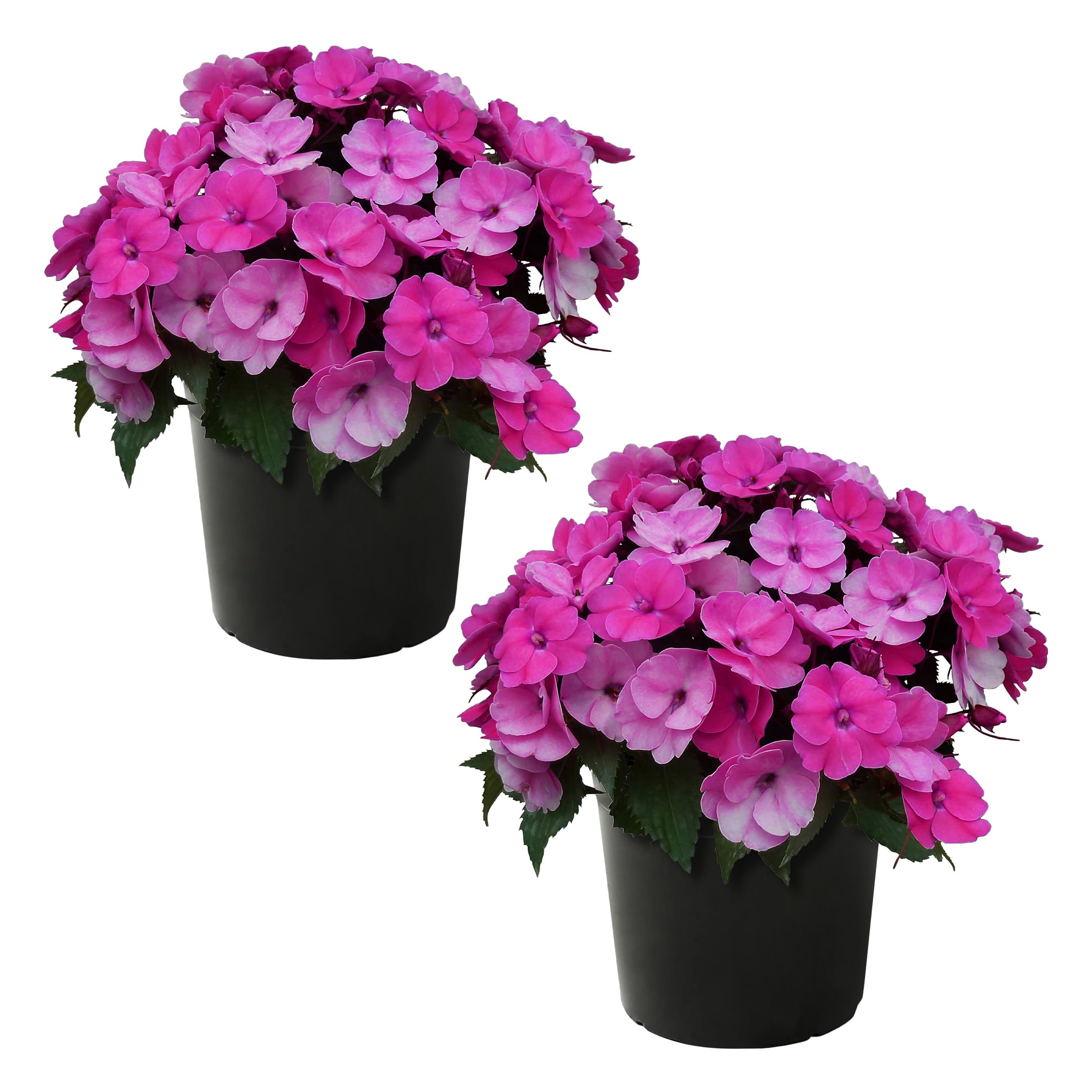 Live Flowering Sunpatiens - Purple (2 Plants Per Pack), Beautiful Annual Summer Color, 10" Tall by 6" Wide in 1 Quart Pot