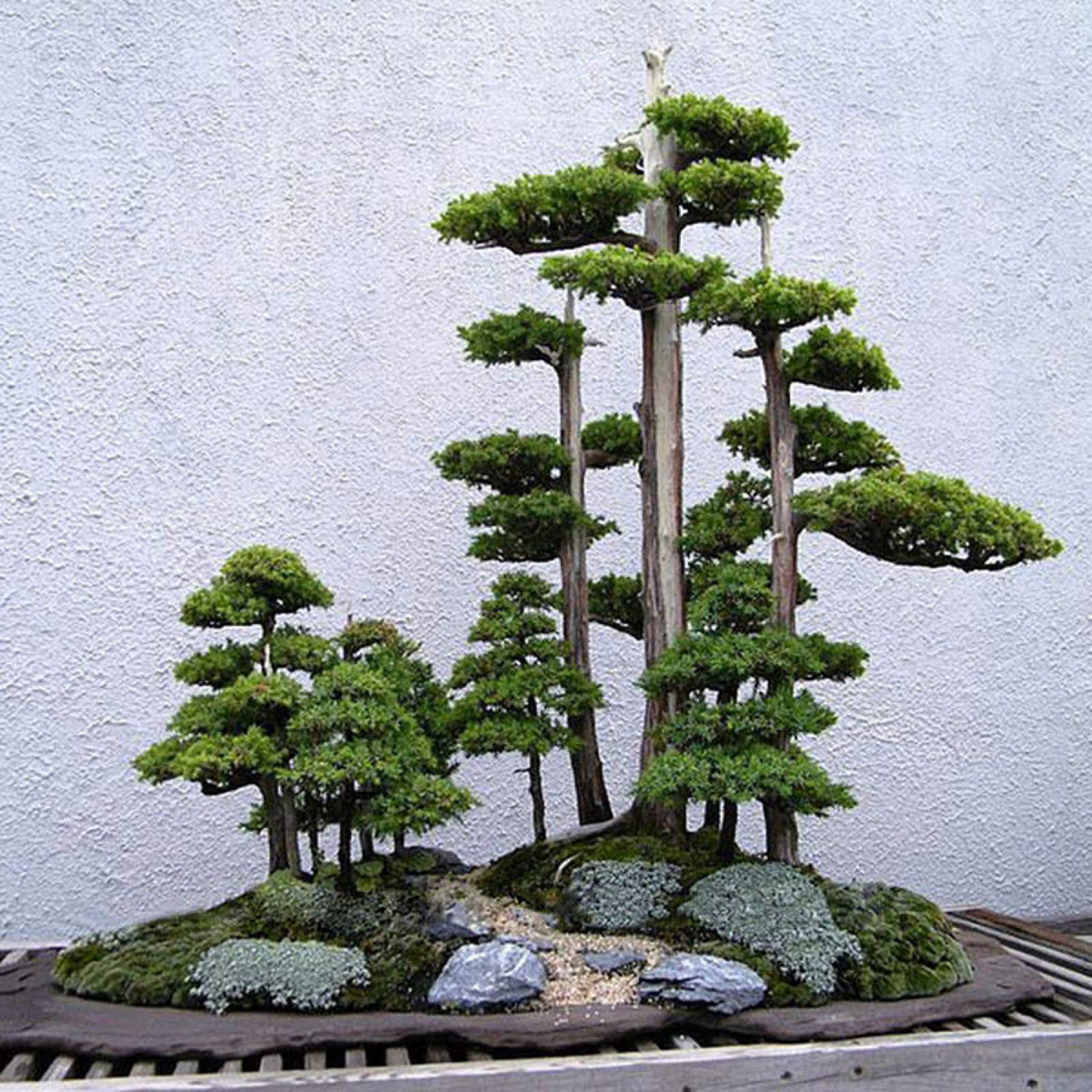 希少‼︎自然木！ TYXZ 20Pcs Japanese White Pine Pinus Parviflora Green Plants Mini