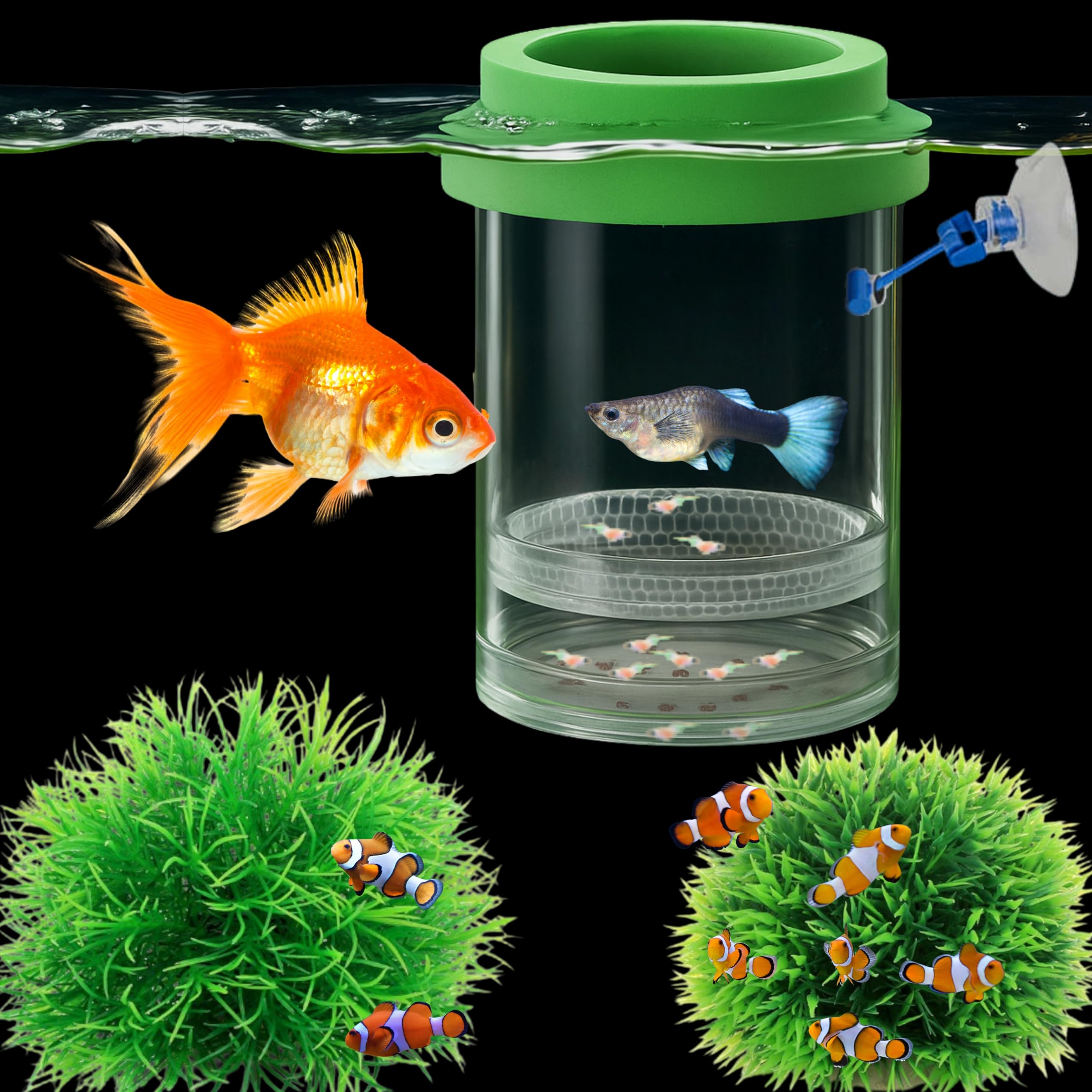 Homedy Crafts Betta Guppy Breeding Box - breeding tanks | Mubboo