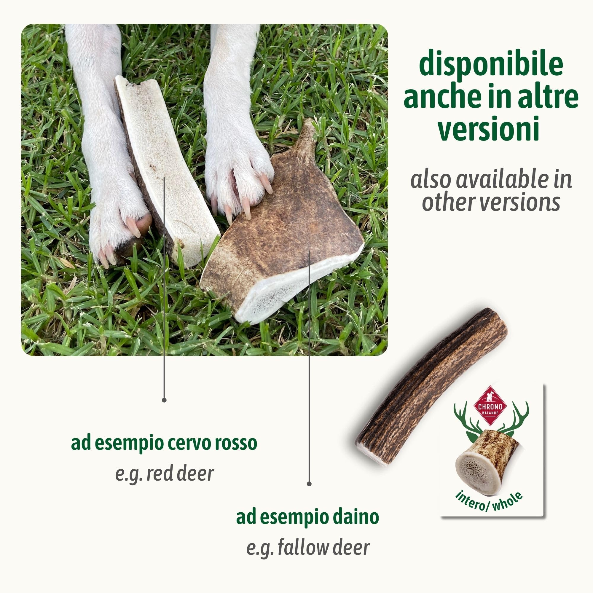 ChronoBalance-XL Corno di Cervo Daino per Cani, Confezione da 1, 100% Naturale, Osso di Cervo, Cura Dentale, Giocattolo per Cani, Ricco di Minerali e Nutrienti, Lunga Durata