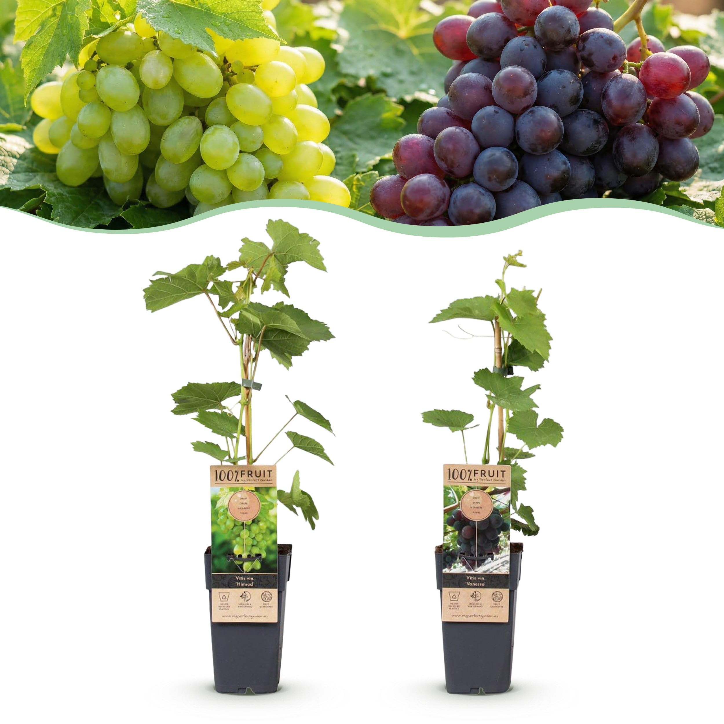 Green boutiQ - Obstpflanze - Vitis vinifera Himrod - Vanessa - Weinrebe - Kernlos - Blaue & Weiße Traube - 2 Pflanzen - Topf 15cm - Höhe 50cm