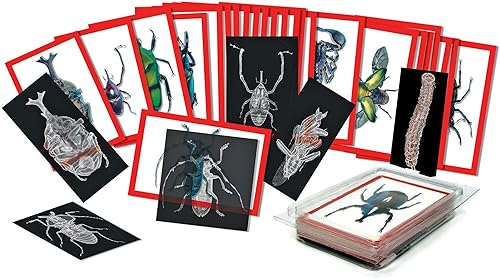 Equipo de rayos X de insectos y tarjetas de imágenes, por Roylco