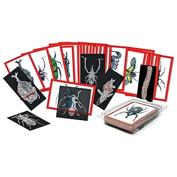 Roylco Insect X-Rays and Picture Cards Set