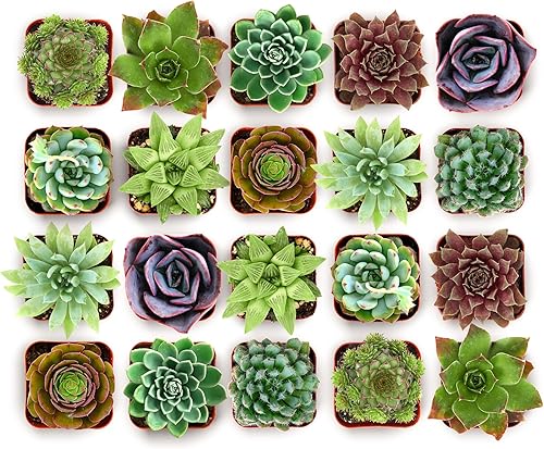 Shop Succulents Echeveria & Rosette - Paquete variado de suculentas vivas, plantas en maceta de 2 pulgadas totalmente enraizadas para regalos,