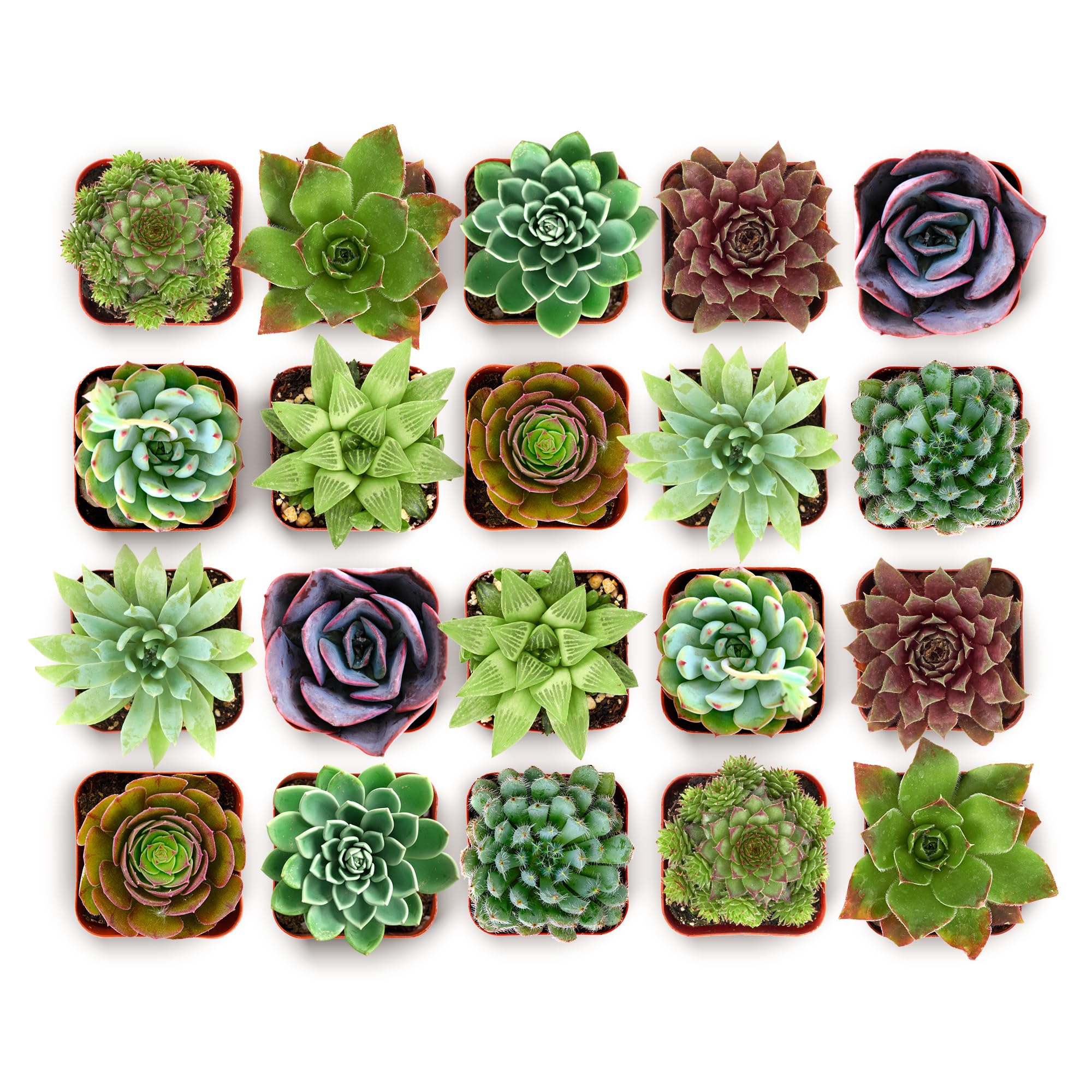 Echeveria Rosette Variety Pack