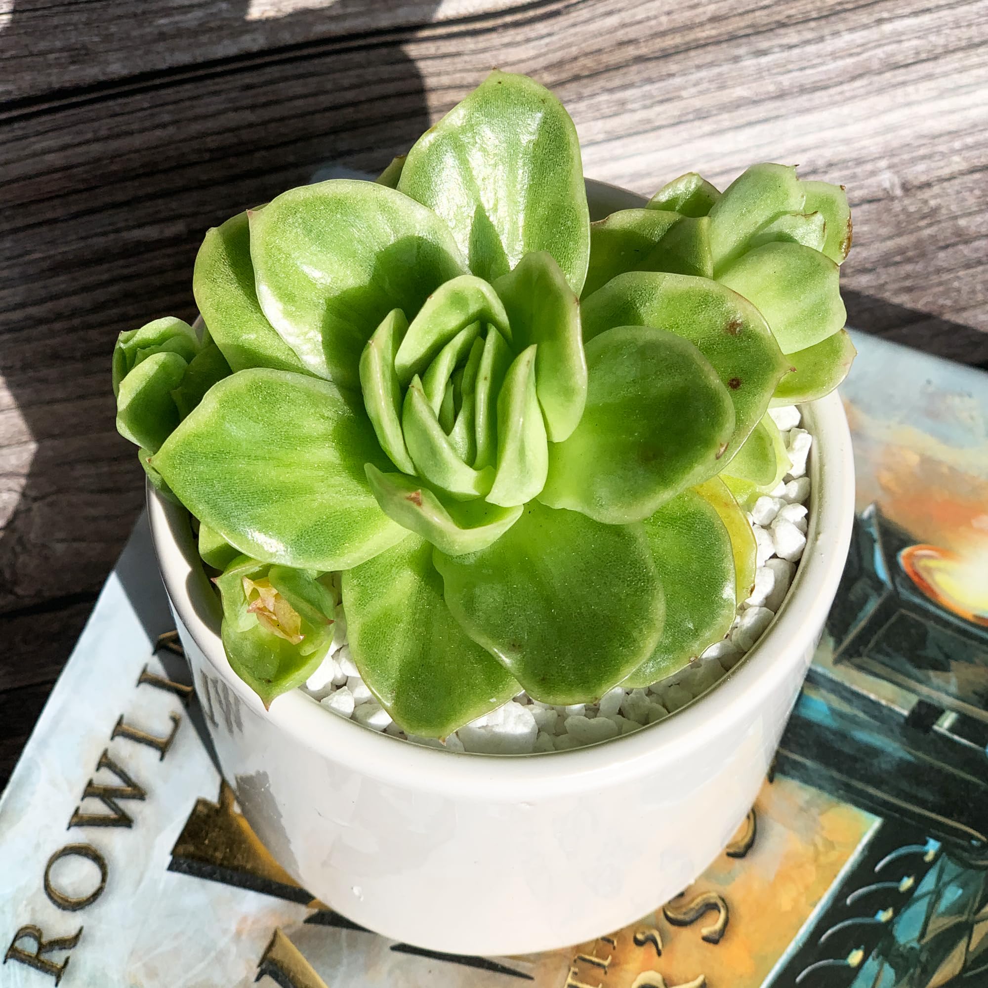 Echeveria Ice Rose Rare Live Succulent