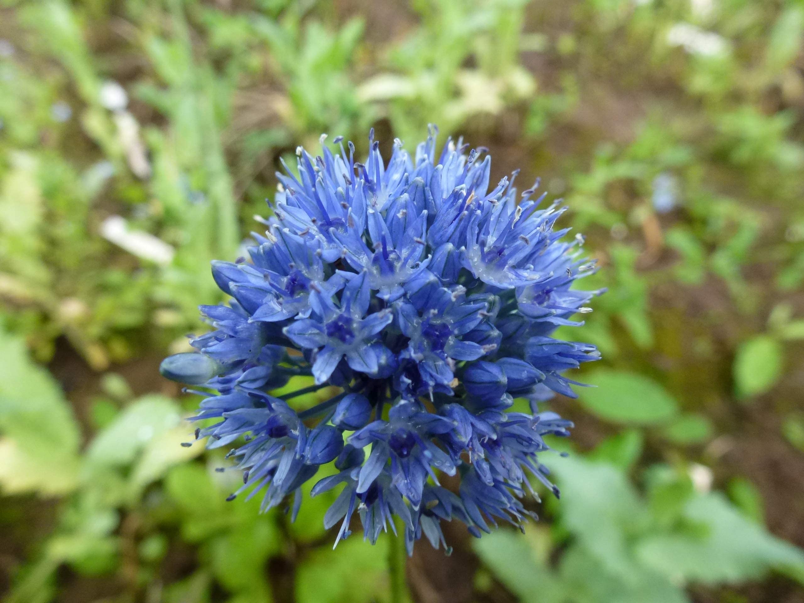 Blumenzwiebeln Alliumzwiebeln Allium caeruleum (Blaulauch/Enzianlauch) (100 Zwiebeln)