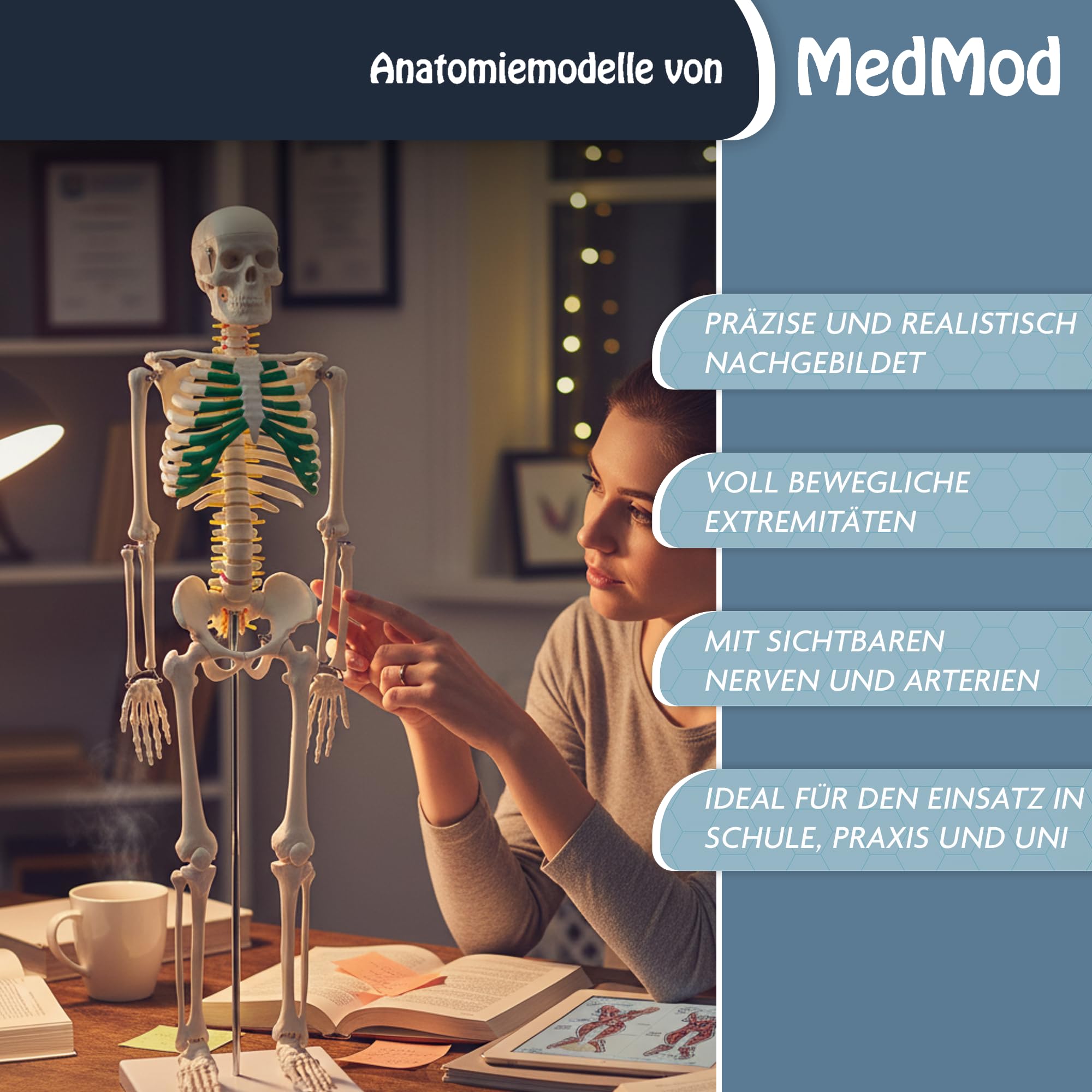 Anatomie Skelett 87 cm, detailliertes menschliches Skelett aus PVC mit Spinalnerven, Arterien und Bandscheibenvorfall, für Schule, Studium und Anatomie-Training, Lehrmodell