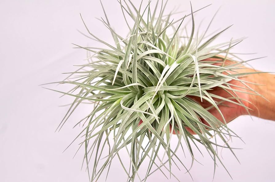 ギリエシークランプ　Tillandsia チランジア ギリエシー Tillandsia gilliesii 憧れのギリエシー