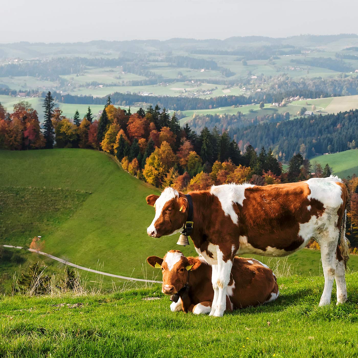 Emmentaler Traditioneller französischer Käse Familiengröße 1,7kg