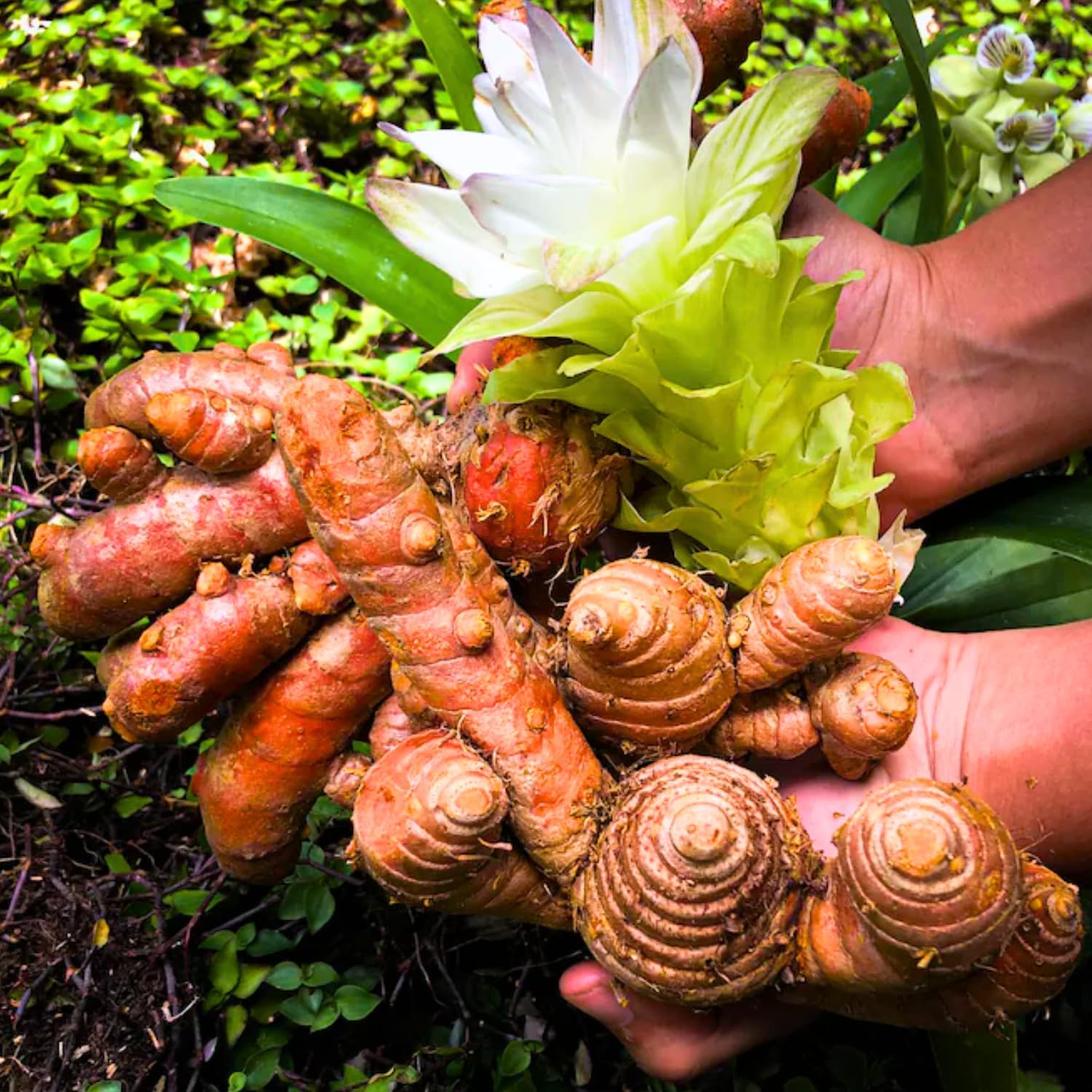 2 Ginger Plants Live for Planting, Tropical Flowering Plant for Garden or Patio, Hardy Ginger Plant No Pot, 5-9" Height (Curcuma Turmeric Ginger Plant)