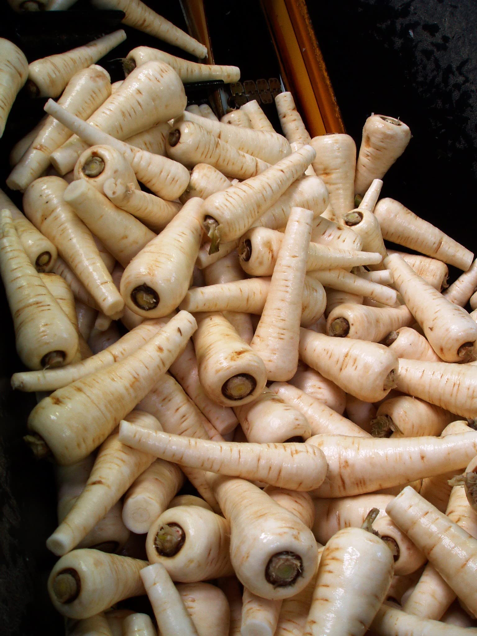 Parsnip Plug Plants Grow Your Own Vegetables (50 Plugs)